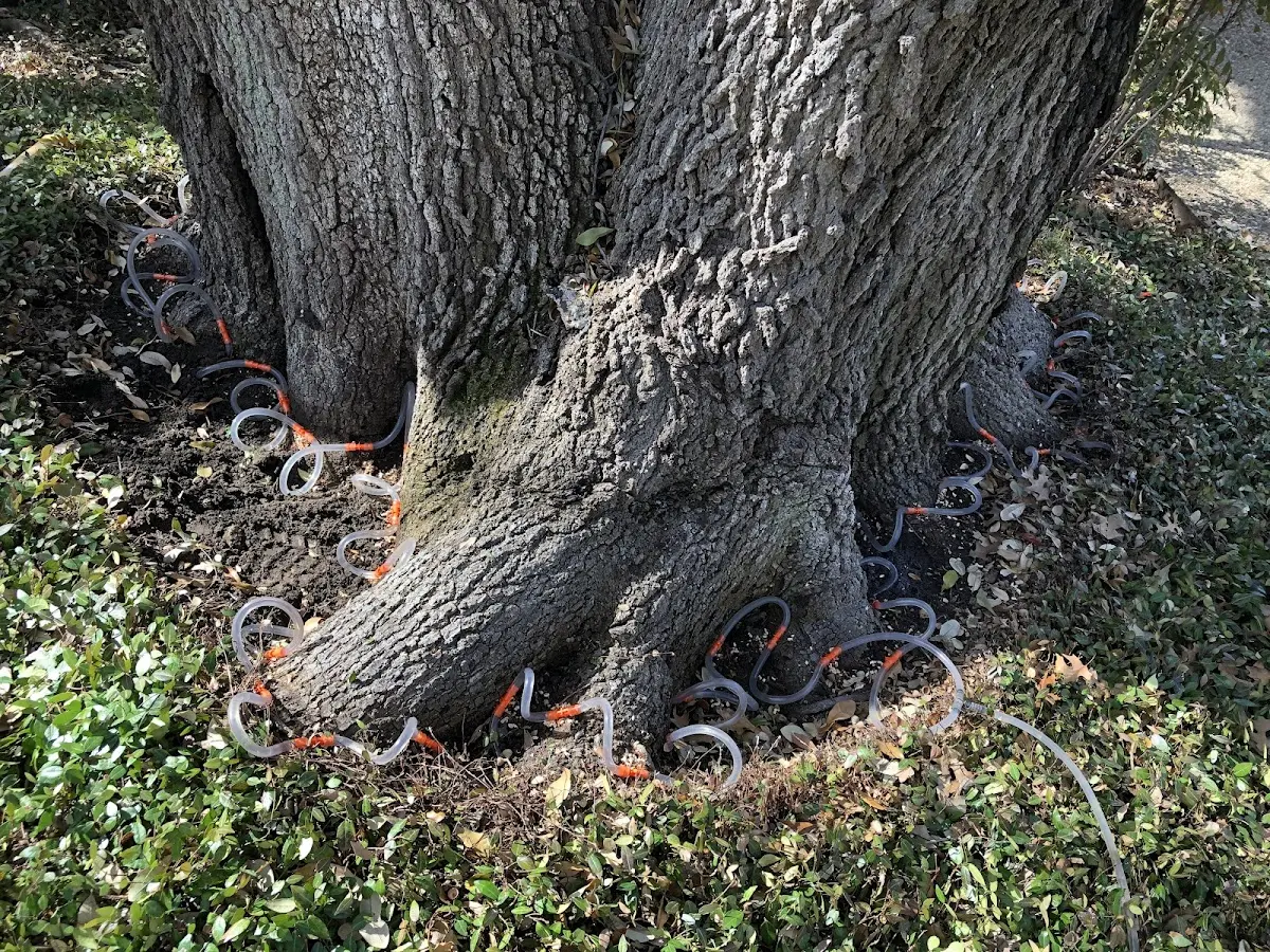 Detailed Tree Cabling and Bracing job site in Cotuit