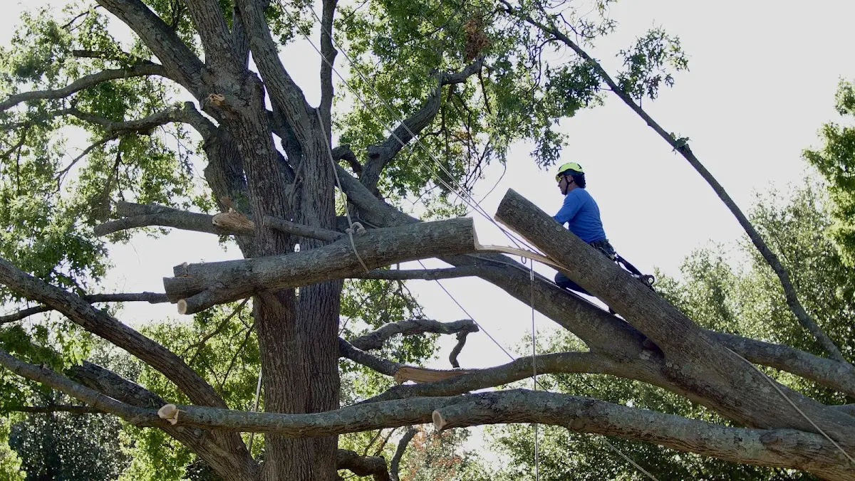 Professional Hazardous Tree Removal performed by certified arborists in Cotuit