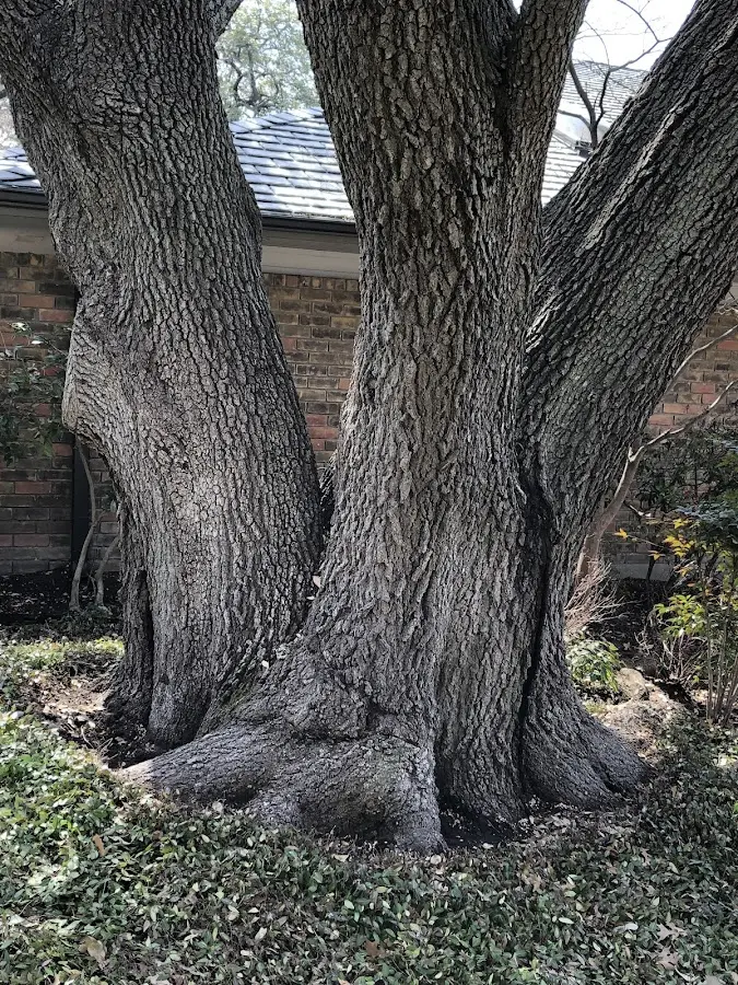 Mature heritage tree close to a Cotuit property cared for by certified arborists